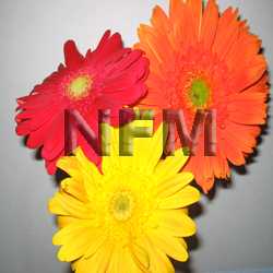 gerbera daisy flowers | assorted